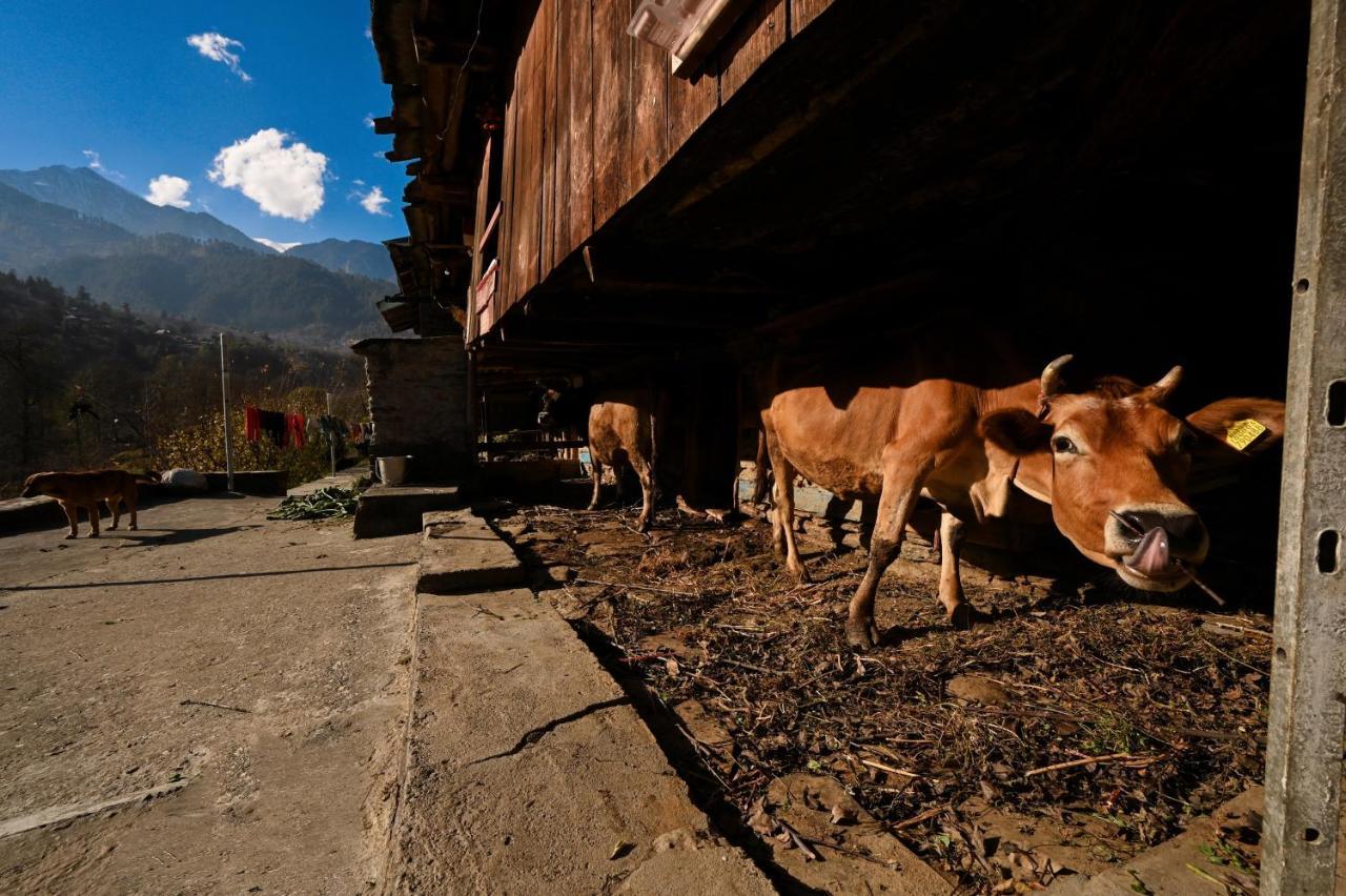Zostel Dobhi, Manali Hostel Nagar  Exterior foto